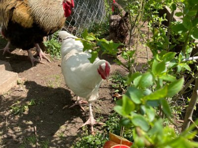 Eier vom Seidengarten für den&nbsp;Chratten